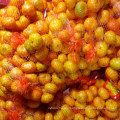 Carton Packing Yellow Sweet Baby Mandarin